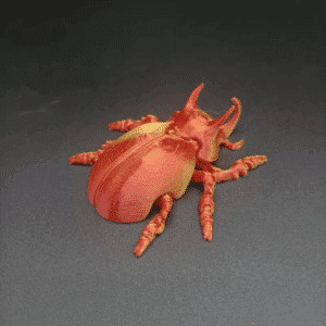 Rhinoceros Beetle