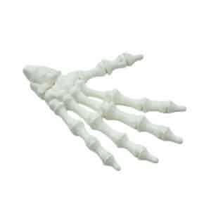 Personalized Hand Skeleton
