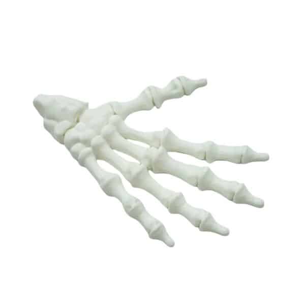 3D Printed Customizable Hand Skeleton with Articulated Parts - Image 6