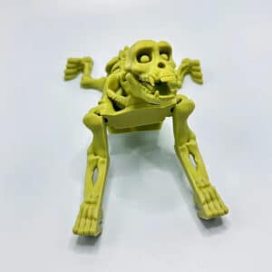Primate Animal Skeleton