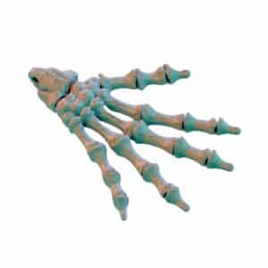 Printed Hand Skeleton