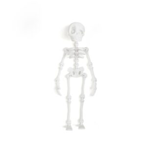 Kids Skeleton Toy