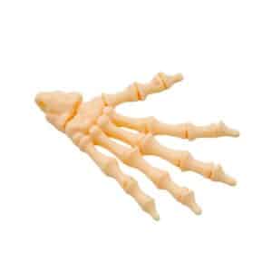 Realistic Hand Skeleton