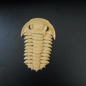 Lobster Model