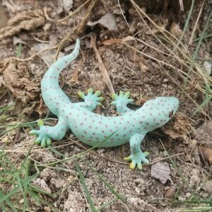 Spotted Lizard