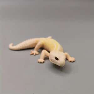 Lizard Miniature