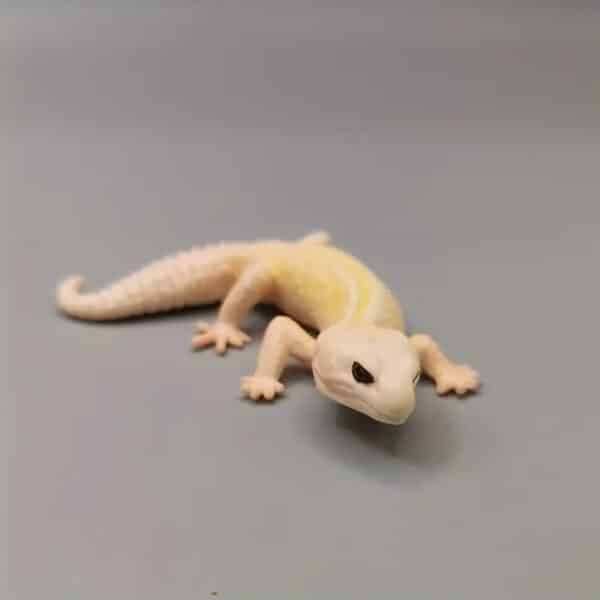 Lizard Miniature