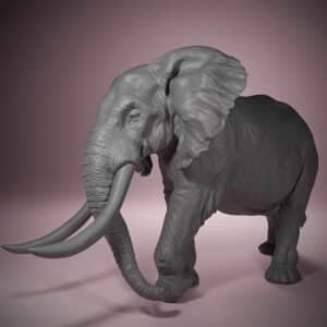 African Bush Elephant