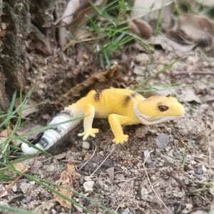 Yellow Lizard